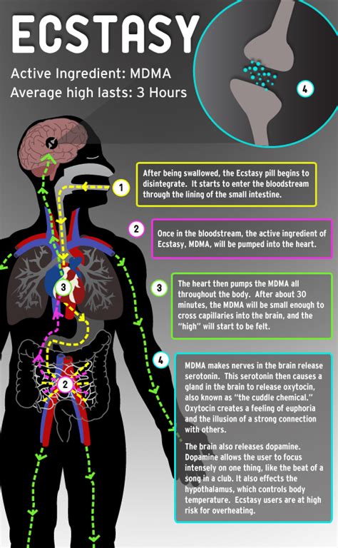 ecstasy versace|effects of ecstasy on humans.